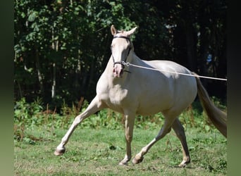 Lusitano, Mare, 3 years, Cremello