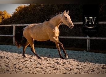Lusitano, Mare, 3 years