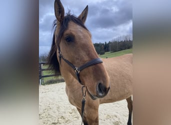 Lusitano, Mare, 3 years, Dun