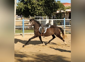 Lusitano, Mare, 3 years, Grey