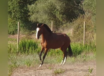 Lusitano, Mare, 4 years, 14.3 hh, Brown