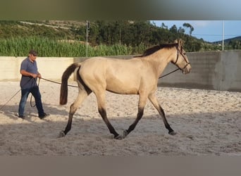 Lusitano, Mare, 4 years, 15,1 hh, Dun