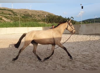 Lusitano, Mare, 4 years, 15,1 hh, Dun