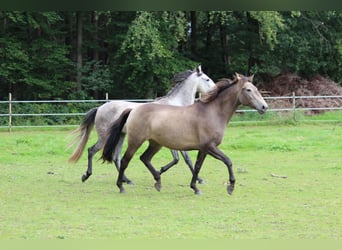 Lusitano, Mare, 4 years, 15,1 hh, Dun