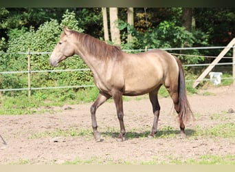 Lusitano, Mare, 4 years, 15,1 hh, Dun