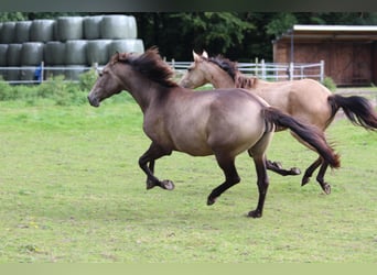 Lusitano, Mare, 4 years, 15.1 hh, Dun Lusitano, Mare, 4 years, 15.1 hh, Dun