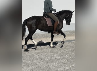 Lusitano, Mare, 4 years, 15.2 hh, Black