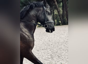 Lusitano, Mare, 4 years, 15.2 hh, Black