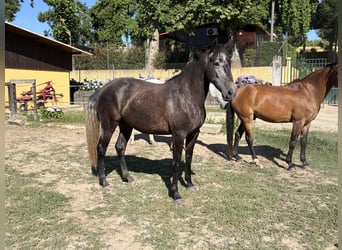 Lusitano, Mare, 4 years, 15.2 hh, Grey-Dark-Tan