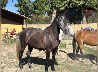 Lusitano, Mare, 4 years, 15.2 hh, Grey-Dark-Tan