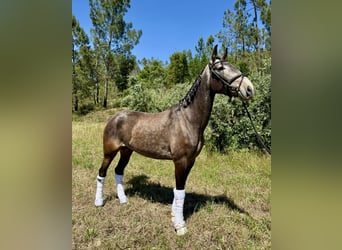 Lusitano, Mare, 4 years, 15.2 hh, Grey