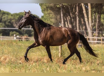 Lusitano, Mare, 4 years, 15.3 hh, Black