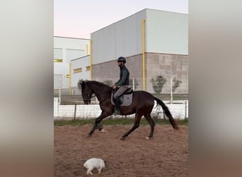 Lusitano, Mare, 4 years, 15.3 hh, Black