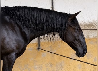 Lusitano, Mare, 4 years, 15.3 hh, Black
