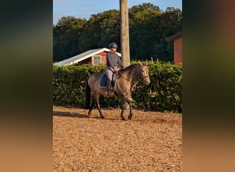 Lusitano, Mare, 4 years, 15,1 hh, Dun
