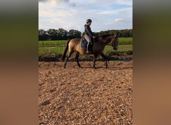 Lusitano, Mare, 4 years, 15,1 hh, Dun