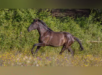 Lusitano, Mare, 4 years, 15,2 hh, Black