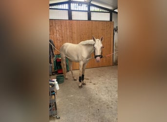 Lusitano Mix, Mare, 4 years, 15,2 hh, Cremello