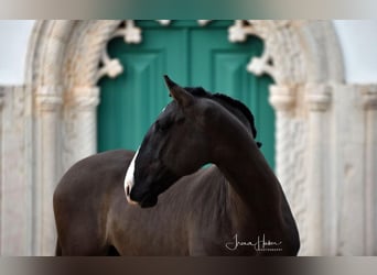 Lusitano, Mare, 4 years, 15,2 hh, Dun