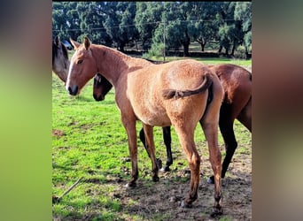 Lusitano, Mare, 4 years, 15,2 hh, Dun