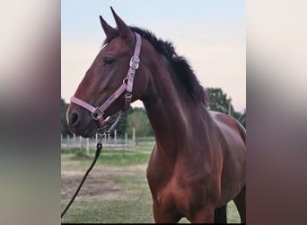 Lusitano, Mare, 4 years, 15,3 hh, Brown