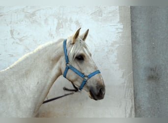 Lusitano, Mare, 4 years, 15,3 hh, Perlino