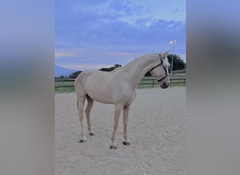 Lusitano, Mare, 4 years, 15,3 hh, Perlino