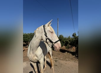 Lusitano, Mare, 4 years, 16,1 hh, Cremello