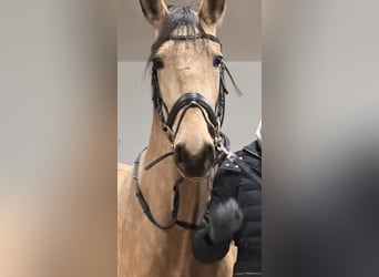 Lusitano, Mare, 4 years, 16,1 hh, Dun