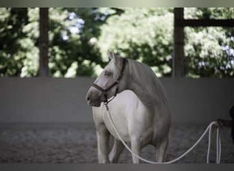 Lusitano, Mare, 4 years, 16.1 hh, Pearl