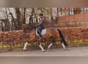 Lusitano Mix, Mare, 4 years, 16 hh, Brown