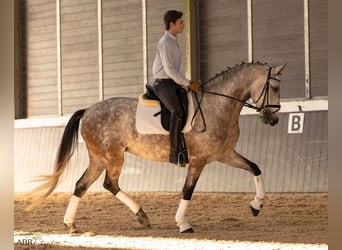Lusitano, Mare, 4 years, 16,1 hh, Grey