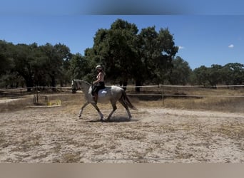 Lusitano, Mare, 5 years, 14.2 hh, Can be white