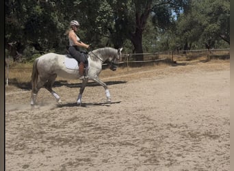 Lusitano, Mare, 5 years, 14.2 hh, Can be white