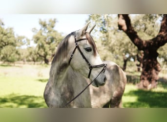 Lusitano, Mare, 5 years, 14,2 hh, Can be white