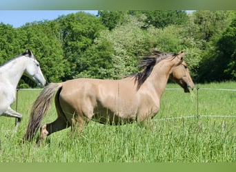 Lusitano, Mare, 5 years, 14,2 hh, Grullo