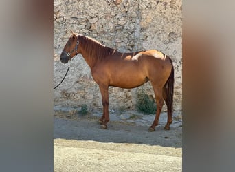 Lusitano, Mare, 5 years, 15.1 hh, Chestnut-Red