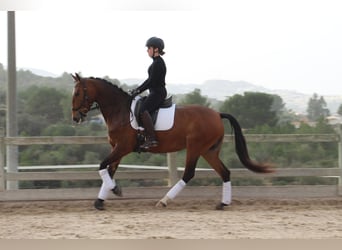 Lusitano, Mare, 5 years, 15,2 hh, Brown