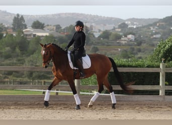 Lusitano, Mare, 5 years, 15,2 hh, Brown