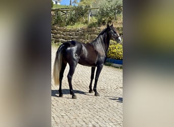 Lusitano, Mare, 5 years, 15.2 hh, Brown