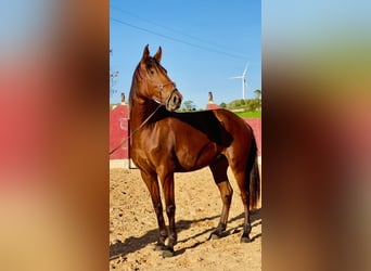 Lusitano, Mare, 5 years, 15.2 hh, Brown
