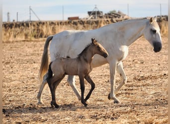 Lusitano, Mare, 5 years, 15.2 hh, Grey