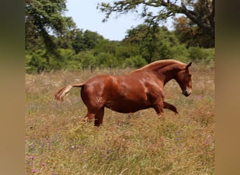 Lusitano, Mare, 5 years, 15.3 hh, Chestnut-Red