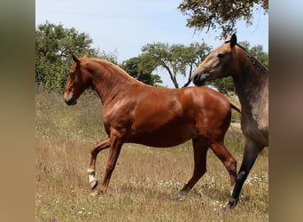 Lusitano, Mare, 5 years, 15.3 hh, Chestnut-Red