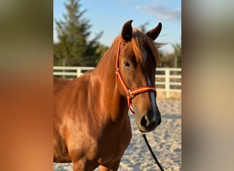 Lusitano, Mare, 5 years, 15 hh, Chestnut-Red