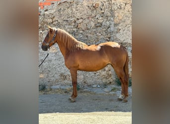 Lusitano, Mare, 5 years, 15 hh, Chestnut-Red