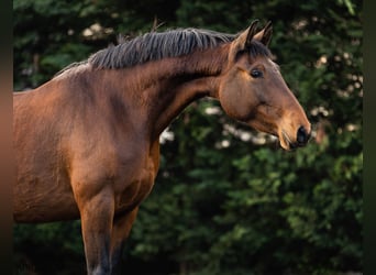 Lusitano, Mare, 5 years, 15,2 hh, Brown