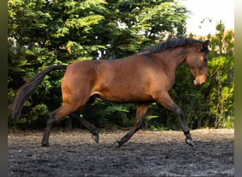 Lusitano, Mare, 5 years, 15,2 hh, Brown