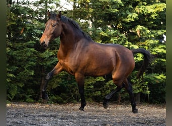 Lusitano, Mare, 5 years, 15,2 hh, Brown
