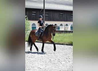 Lusitano, Mare, 5 years, 15,2 hh, Brown